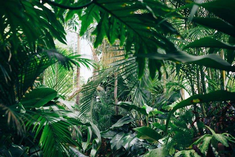 Jardines Verdemar SP 10