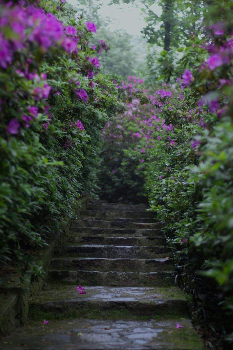 Jardines Verdemar SP 12
